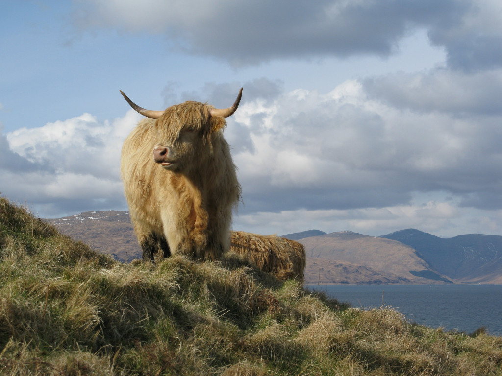 Blonde highland bull named Boris