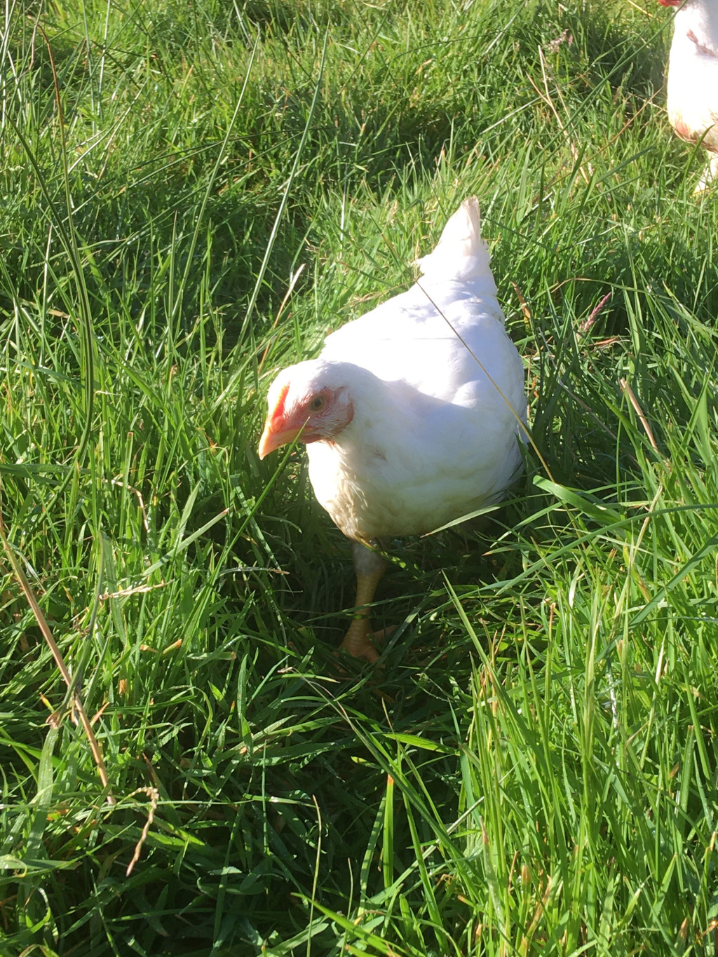 Chicken on fresh pasture